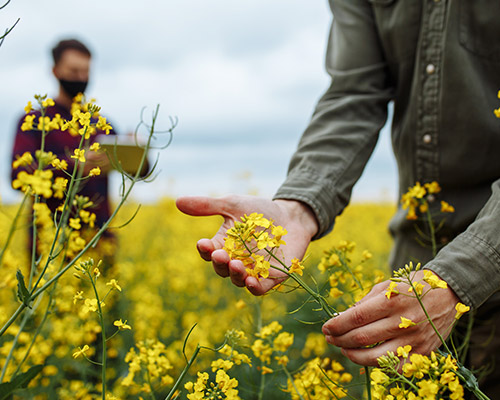 &Eacute;t&eacute; comme hiver, d&eacute;couvrez nos vari&eacute;t&eacute;s de semences