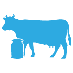 Vaches laiti&egrave;res