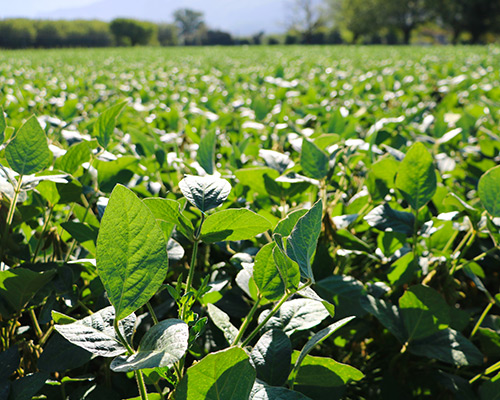 Production v&eacute;g&eacute;tale